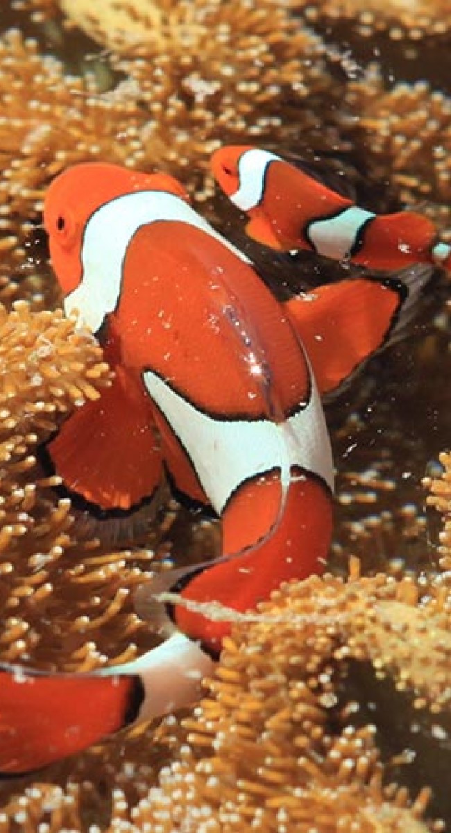 Clown FIsh Great Barrier Reef